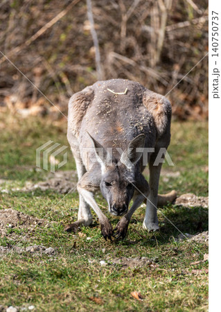 The red kangaroo, Macropus rufus is the largest of all kangaroos and the largest extant marsupial. The red kangaroo, Macropus rufus is the largest of all kangaroos and the largest extant marsupial. 140750737