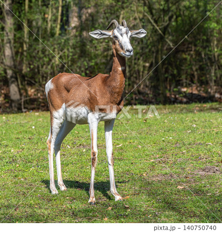 Dama gazelle, Gazella dama mhorr or mhorr gazelle is a species of gazelle Dama gazelle, Gazella dama mhorr or mhorr gazelle is a species of gazelle 140750740