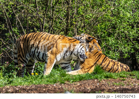 The Siberian tiger,Panthera tigris altaica in a park The Siberian tiger,Panthera tigris altaica in a park 140750743