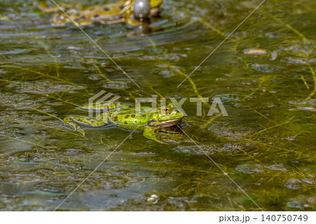 Common frog, Rana temporaria, single reptile croaking in the water Common frog, Rana temporaria, single reptile croaking in the water 140750749