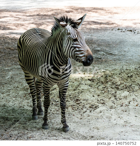Hartmann's Mountain Zebra, Equus zebra hartmannae. An endangered zebra Hartmann's Mountain Zebra, Equus zebra hartmannae. An endangered zebra 140750752