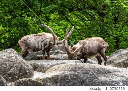 Two Ibex Mountain goats fight head to head over female and territory Two Ibex Mountain goats fight head to head over female and territory 140750756