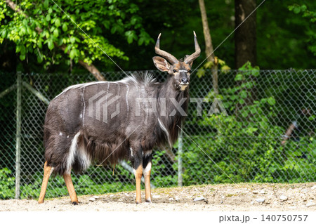 Nyala Antelope - Tragelaphus angasii. Wild life animal. 140750757