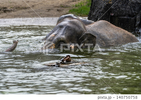 The Asian elephant, Elephas maximus also called Asiatic elephant bathing in a pond The Asian elephant, Elephas maximus also called Asiatic elephant bathing in a pond 140750758
