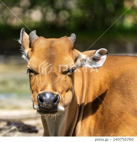 Banteng, Bos javanicus or Red Bull is a type of wild cattle. 140750760