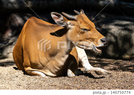 Banteng, Bos javanicus or Red Bull is a type of wild cattle. Banteng, Bos javanicus or Red Bull is a type of wild cattle. 140750774