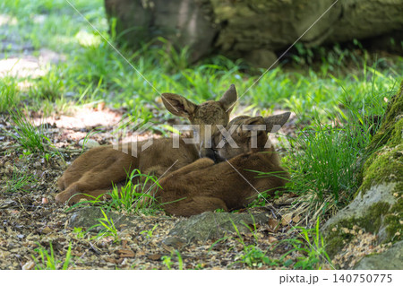 Baby of moose or elk, Alces alces is the largest extant species in the deer family. 140750775