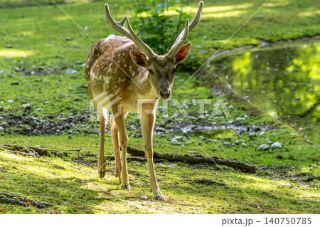The fallow deer, Dama mesopotamica is a ruminant mammal The fallow deer, Dama mesopotamica is a ruminant mammal 140750785