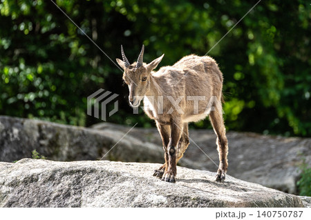 Alpine ibex, Capra ibex is a species of wild goat that lives in the mountains of the European Alps. 140750787