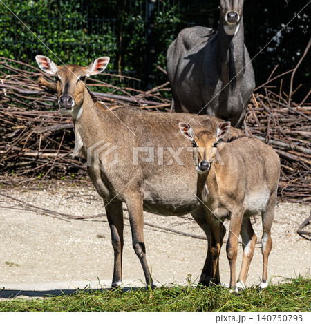 The nilgai or blue cow. Boselaphus tragocamelus is the largest Asian antelope The nilgai or blue cow. Boselaphus tragocamelus is the largest Asian antelope 140750793