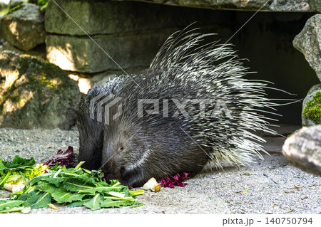 Indian crested Porcupine, Hystrix indica in a german nature park 140750794