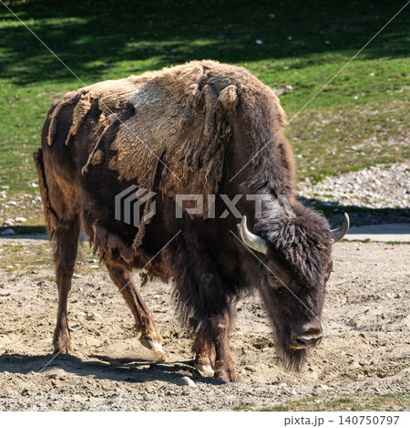 American buffalo known as bison, Bos bison in a german park 140750797