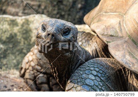 Aldabra giant tortoise, Curieuse Marine National Park, Curieuse, Seychelles 140750799