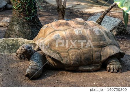 Aldabra giant tortoise, Curieuse Marine National Park, Curieuse, Seychelles 140750800
