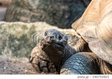 Aldabra giant tortoise, Curieuse Marine National Park, Curieuse, Seychelles 140750801