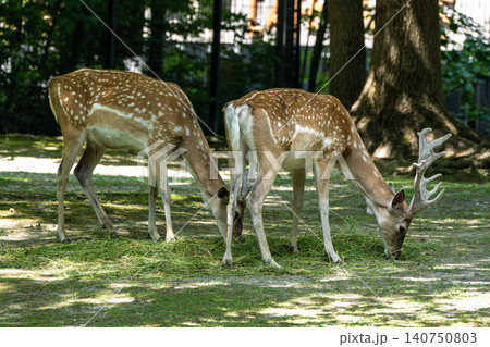 The fallow deer, Dama mesopotamica is a ruminant mammal The fallow deer, Dama mesopotamica is a ruminant mammal 140750803