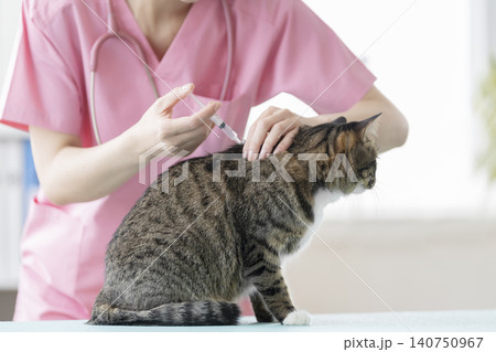 動物病院で予防接種を受ける猫 140750967