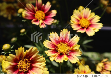 バイカラーコレオプシスの花 バイカラーコレオプシスの花 140750980