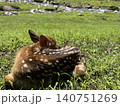 草むらでのんびり眠る鹿 140751269