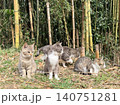 宮城県石巻市田代島の子猫がじゃれ合う 140751281