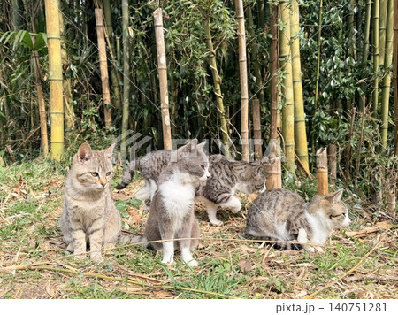 宮城県石巻市田代島の子猫がじゃれ合う 宮城県石巻市田代島の子猫がじゃれ合う 140751281
