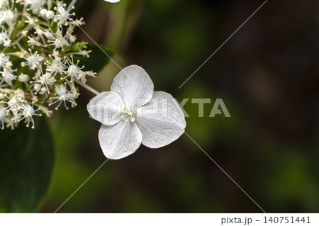 初夏のイメージ、満開の紫陽花 初夏のイメージ、満開の紫陽花 140751441