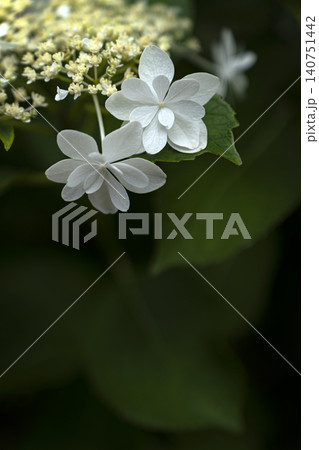 初夏のイメージ、満開の紫陽花 初夏のイメージ、満開の紫陽花 140751442