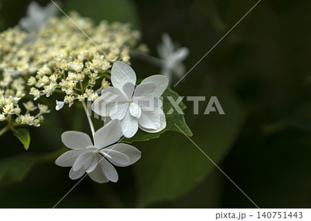 初夏のイメージ、満開の紫陽花 初夏のイメージ、満開の紫陽花 140751443