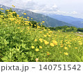 日本の高原に咲き乱れる深山金鳳花ミヤマキンポウゲ 140751542