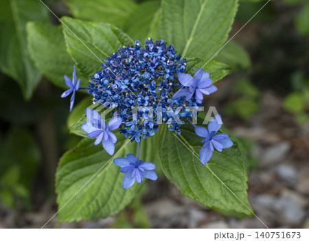 初夏のイメージ、満開の紫陽花 140751673