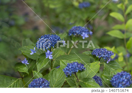 初夏のイメージ、満開の紫陽花 初夏のイメージ、満開の紫陽花 140751674