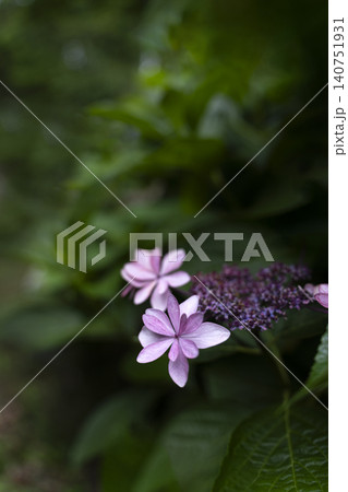 初夏のイメージ、満開の紫陽花 初夏のイメージ、満開の紫陽花 140751931