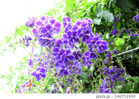 雨の日の、花壇の木の花:ジュランタの花:庭の木 雨の日の、花壇の木の花:ジュランタの花:庭の木 140751950