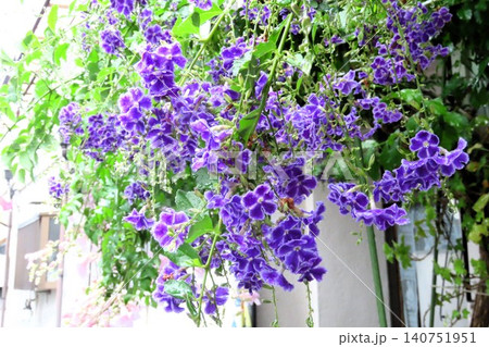 雨の日の、花壇の木の花:ジュランタの花:庭の木 雨の日の、花壇の木の花:ジュランタの花:庭の木 140751951