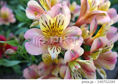 Pink and Yellow Alstroemeria Flowers Close Up. 140752284