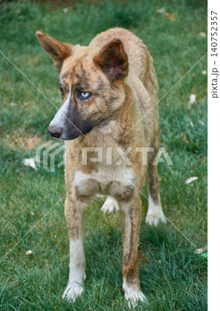 A tender, abandoned dog with a melancholic gaze watches intently from a public park in Ifrane. 140752357
