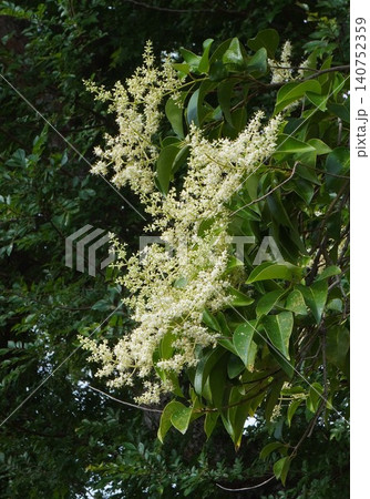 トウネズミモチの花・2026年6月 トウネズミモチの花・2026年6月 140752359
