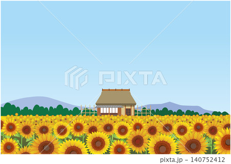 夏のひまわり畑風景 夏のひまわり畑風景 140752412