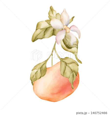 Grapefruit citrus fruit with leaves.. Watercolor hand drawn floral food illustration isolated on white background for summer design home kitchen textile fresh fabric print cosmetic package crockery 140752466