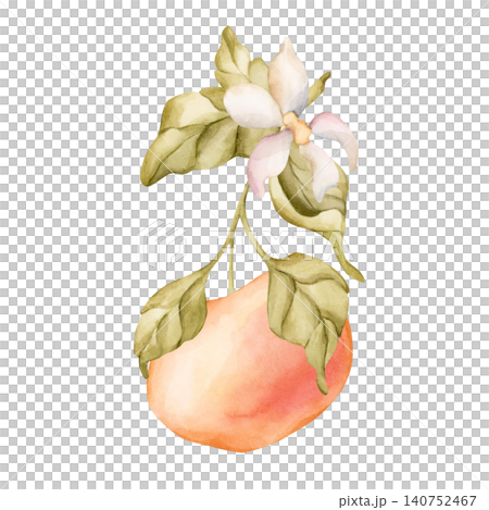 Grapefruit citrus fruit with leaves.. Watercolor hand drawn floral food illustration isolated on white background for summer design home kitchen textile fresh fabric print cosmetic package crockery Grapefruit citrus fruit with leaves.. Watercolor hand drawn floral food illustration isolated on white background for summer design home kitchen textile fresh fabric print cosmetic package crockery 140752467