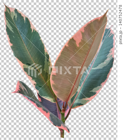 A close-up of a watercolor rubber tree leaf. A close-up of a watercolor rubber tree leaf. 140752478