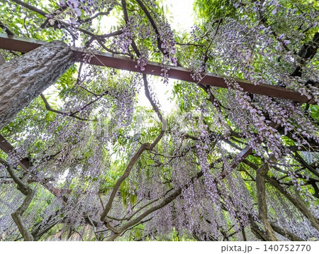 新緑の木々の間で優雅に咲き誇る紫色の藤の花を見上げる構図 新緑の木々の間で優雅に咲き誇る紫色の藤の花を見上げる構図 140752770