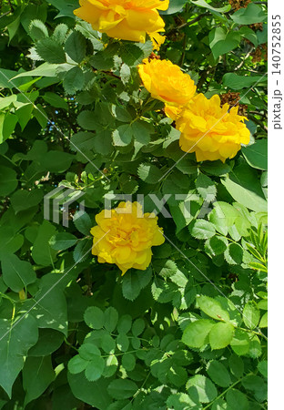 Beautiful bright yellow roses blooming on a lush green bush in the garden. Vibrant summer floral background 140752855