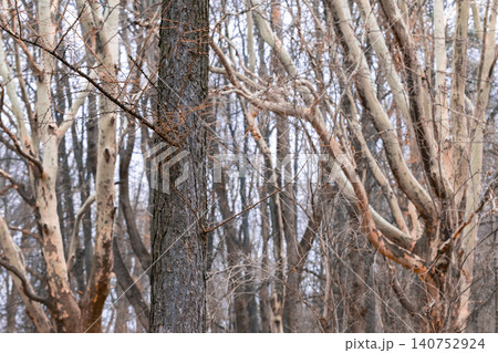 A dense forest scene with numerous bare trees and intricate branch patterns, evoking a serene November atmosphere in a natural park setting A dense forest scene with numerous bare trees and intricate branch patterns, evoking a serene November atmosphere in a natural park setting 140752924
