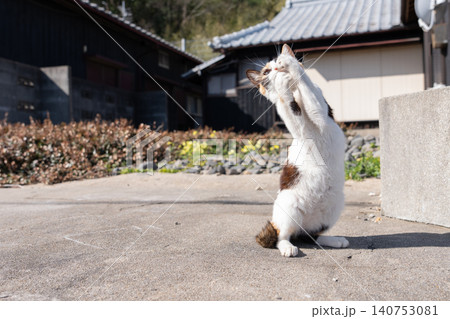 おもちゃで遊ぶ可愛い野良猫 おもちゃで遊ぶ可愛い野良猫 140753081