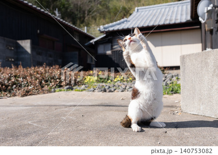 おもちゃで遊ぶ可愛い野良猫 おもちゃで遊ぶ可愛い野良猫 140753082