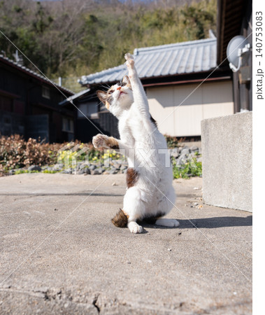 おもちゃで遊ぶ可愛い野良猫 おもちゃで遊ぶ可愛い野良猫 140753083