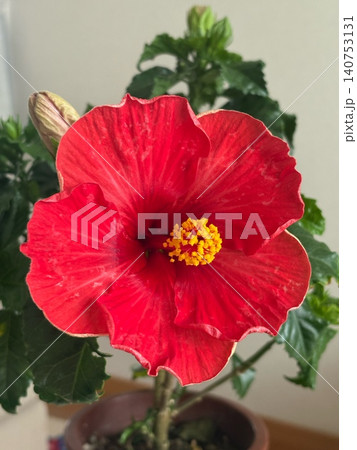 赤いハイビスカスの花|Red Hibiscus Bloom 赤いハイビスカスの花|Red Hibiscus Bloom 140753131