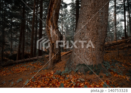Sunlight filters through the dense trees, illuminating the rough bark of ancient trees and a carpet of vibrant fall foliage on the forest floor 140753328