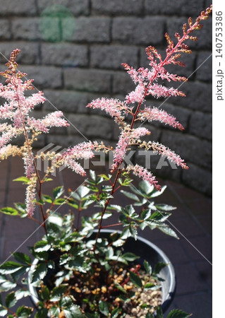 アスチルベの房状のピンクの花 アスチルベの房状のピンクの花 140753386